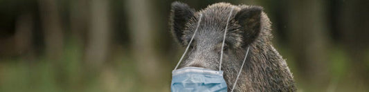 pig with face mask