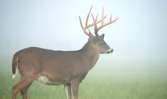 Deer Hunting Tips