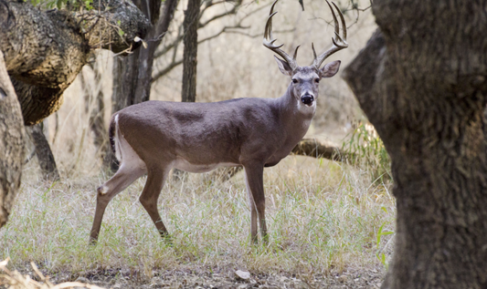 The Effective Ranges of the Most Popular Deer Hunting Calibers