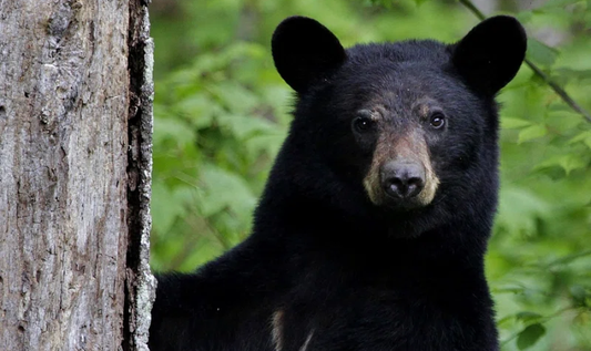 A close up of a black bear's face