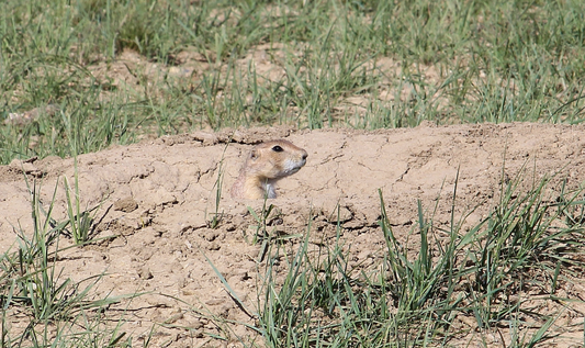  a prairie dog emerging from its burrow.