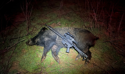 A wild hog lies on the ground, illuminated by a spotlight at night, with a modern sporting rifle resting on top of it. 