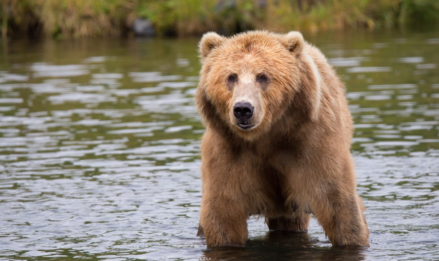 Brown bear in creek