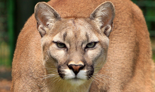 How the Colorado Mountain Lion Hunting Ban Affects You