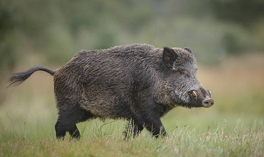 On the Nocturnal Habits of the Feral Pig